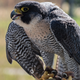 Image for article titled Falcon Sick Of Everyone Assuming He And Falconer Friends